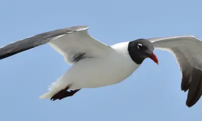 White birds with black head