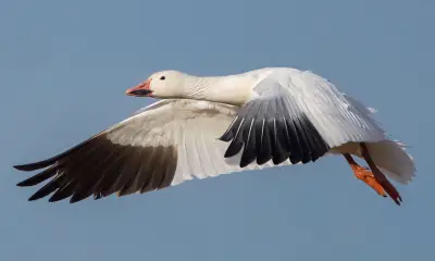 White birds with black tipped wings