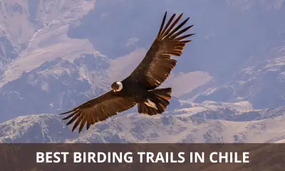 Best birding trails in Chile