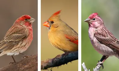 Brown and red birds