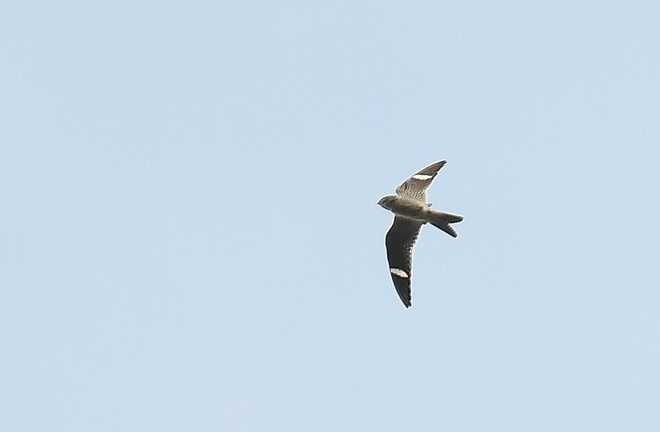 Common Nighthawk flying in the sky