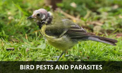 Effect of pests on birds