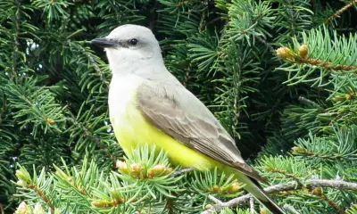 Grey birds with yellow bellies
