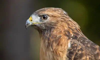 Hawks in Florida