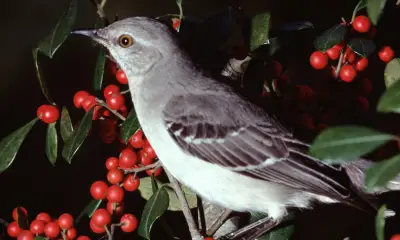 Night birds in Georgia