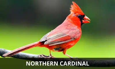 Northern Cardinal species profile