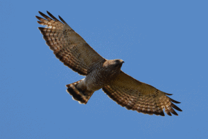 Hawks with striped tails – Global Birding Initiative