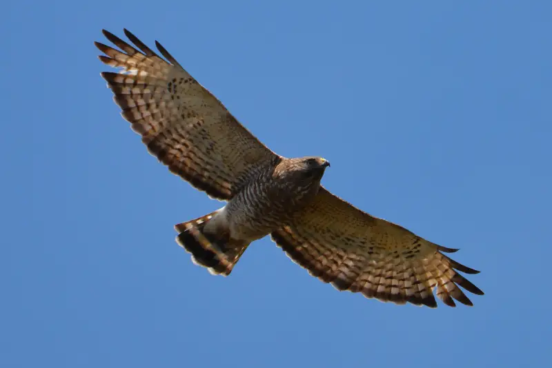 Photo of Broad-winged Hawk soaring