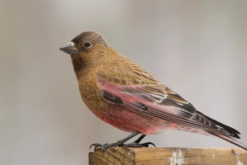 Photo of Brown-capped Rosy-finch adult male