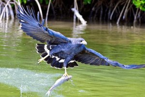 Hawk Hunts Fish Hawks with striped tails – Global Birding Initiative