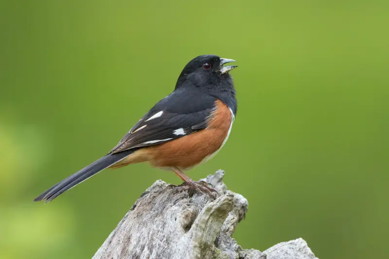 Photo of Eastern Towhee adult male