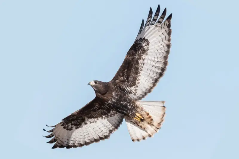 Photo of Ferruginous Hawk dark morph soaring