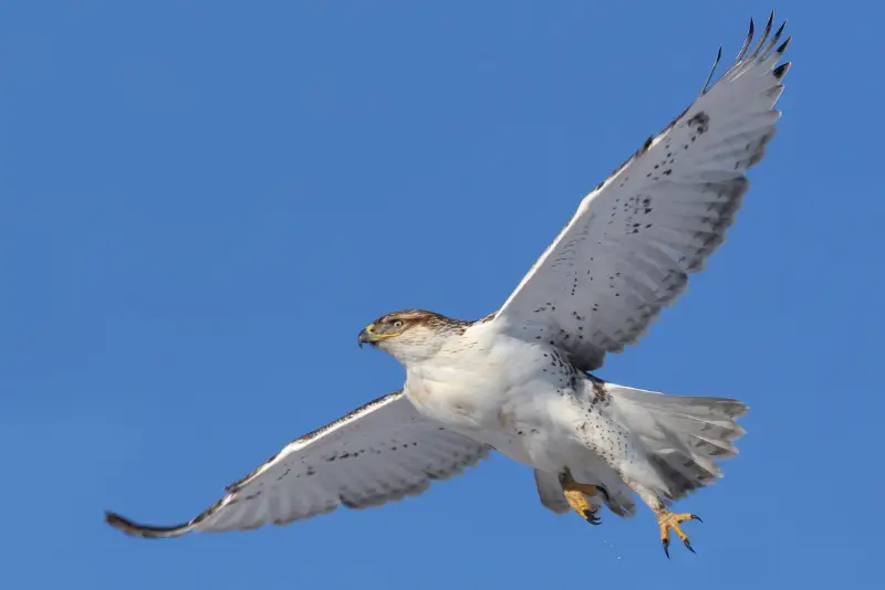 Photo of Ferruginous Hawk in flight