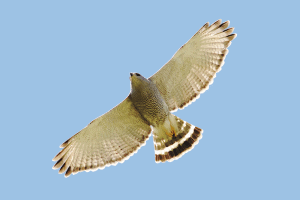 Hawks with striped tails – Global Birding Initiative