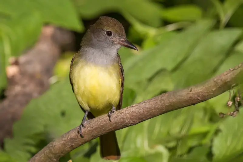 Photo of Great Crested Flycatcher