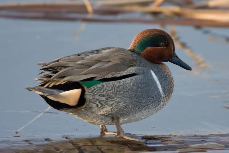Photo of Green-winged Teal adult male