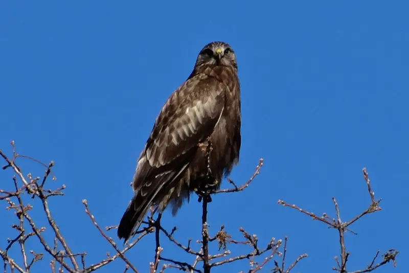 Photo of Harlan's Red-tailed Hawk perched on a tree