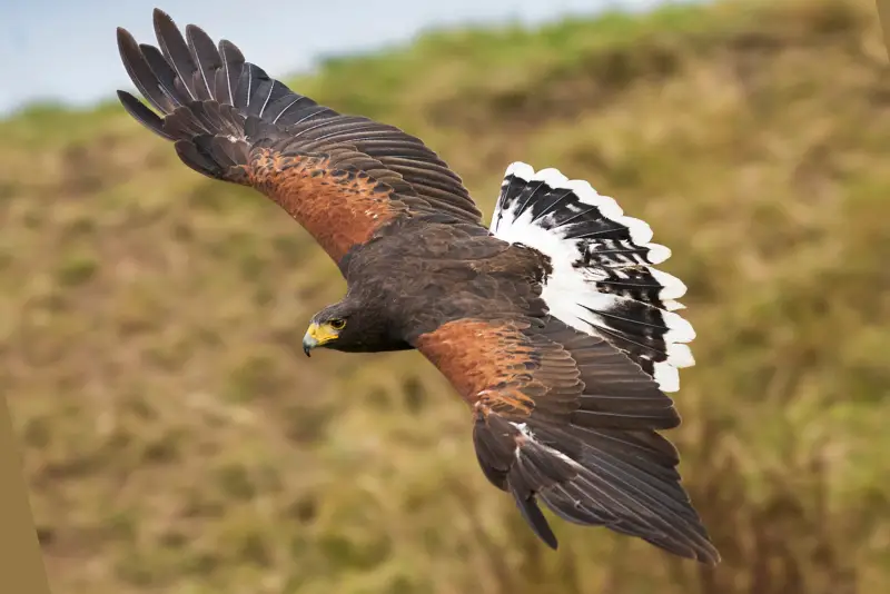 Photo of Harris’s Hawk in flight, viewed from above