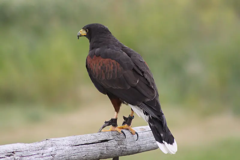 Photo of Harris's Hawk perched on a fence