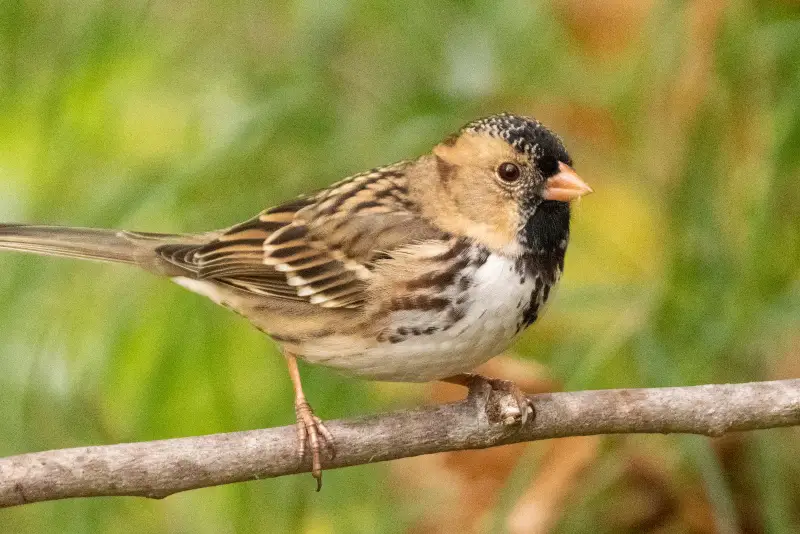 Photo of Harris’s Sparrow adult