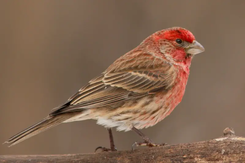 Photo of House Finch adult male 2