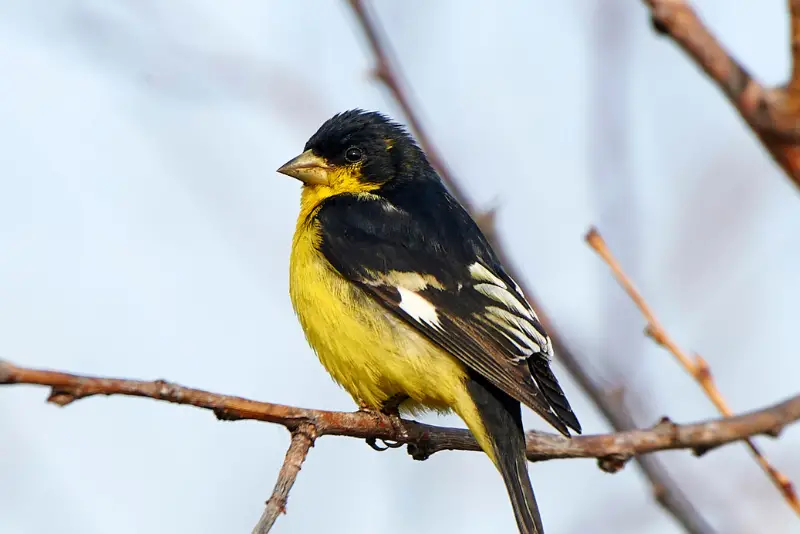 Photo of Lesser Goldfinch adult male
