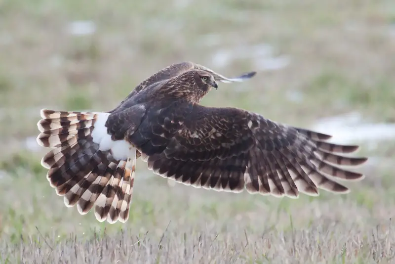 Photo of Northern Harrier adult female flying close to the ground, viewed from above