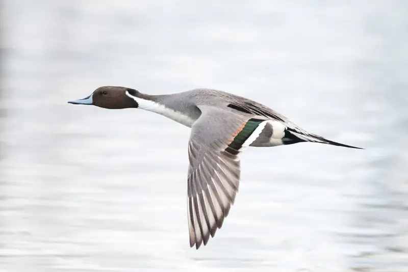 Photo of Northern Pintail adult male in flight