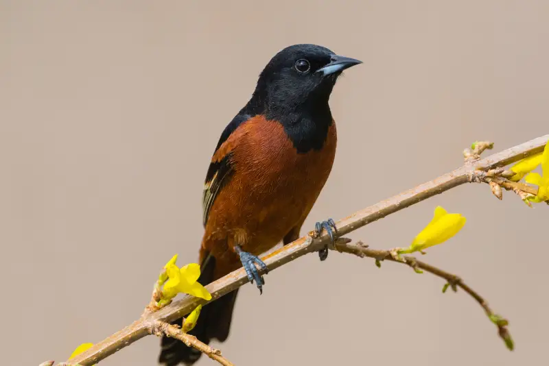Photo of Orchard Oriole adult male