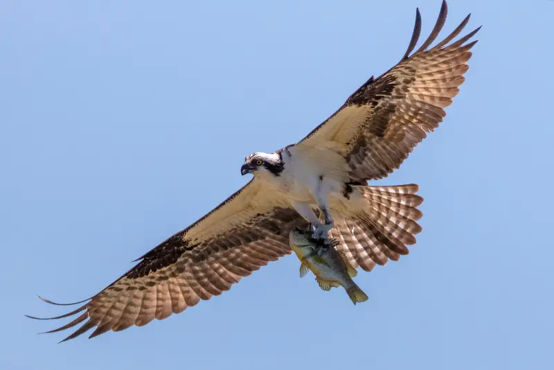 Photo of Osprey in flight with a fish in its talons
