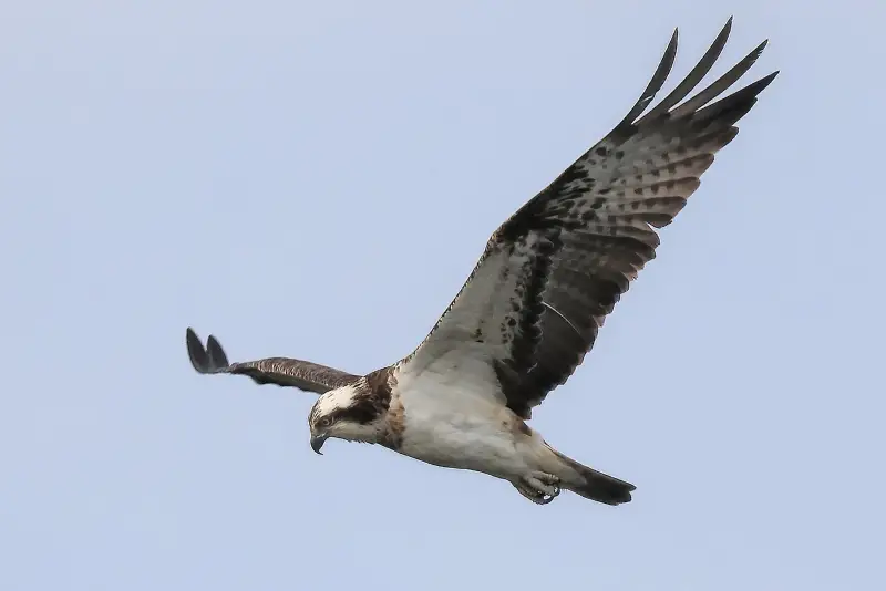 Photo of Osprey in flight