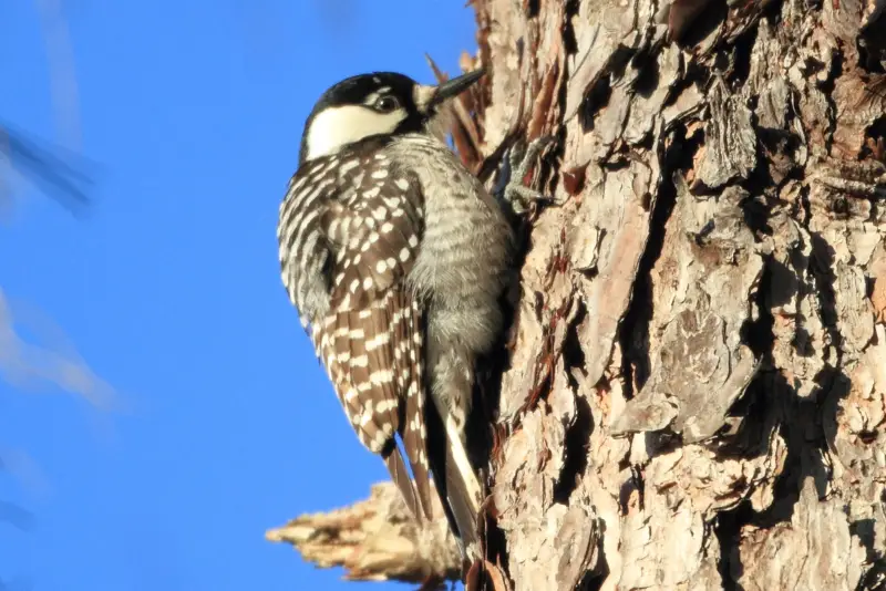 Photo of Red-cockaded Woodpecker