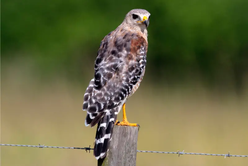 Photo of Red-shouldered Hawk perched on a fence