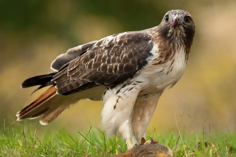Photo of Red-tailed Hawk perched on the ground with prey