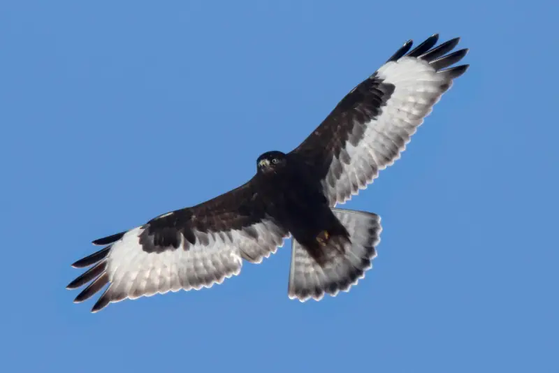 Photo of Rough-legged Hawk dark morph soaring