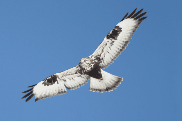 Hawks with striped tails – Global Birding Initiative