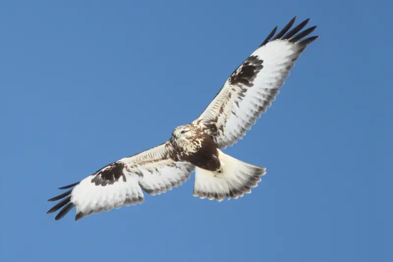 Photo of Rough-legged Hawk soaring