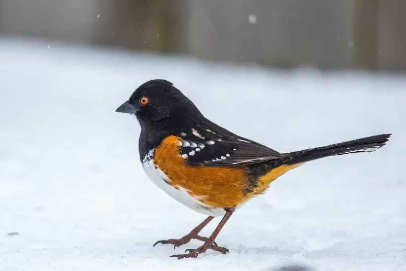 Photo of Spotted Towhee adult male