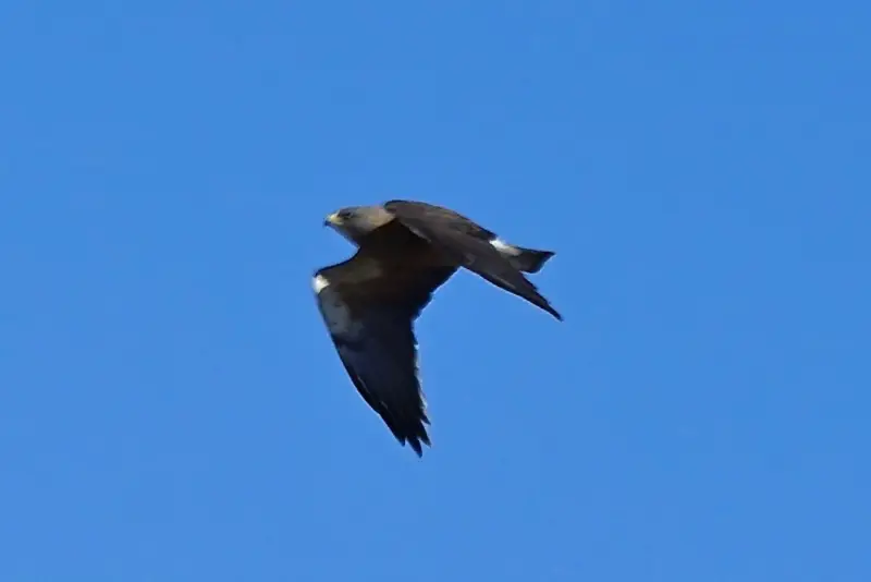 Photo of Swainson's Hawk dark morph in flight