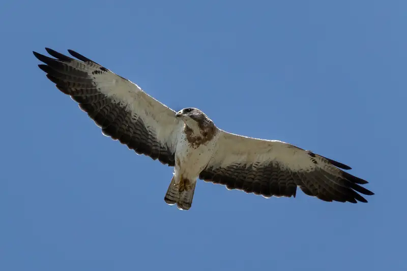 Photo of Swainson's Hawk in flight