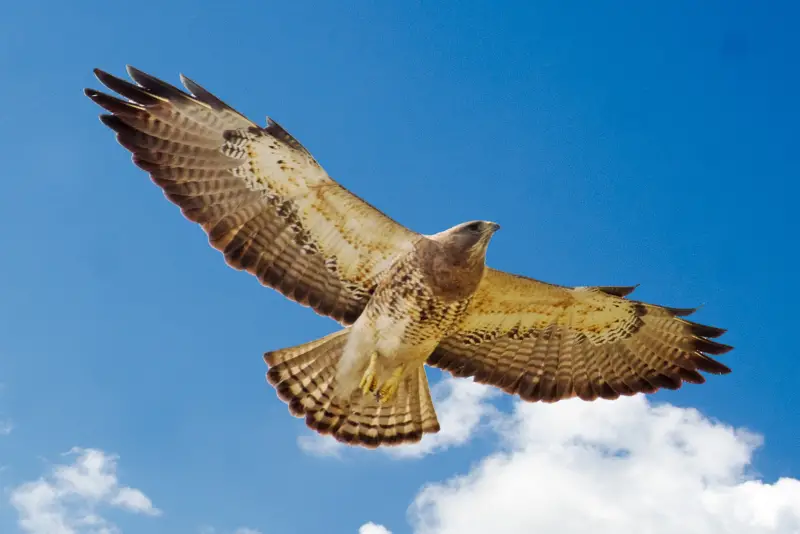 Photo of Swainson's Hawk soaring