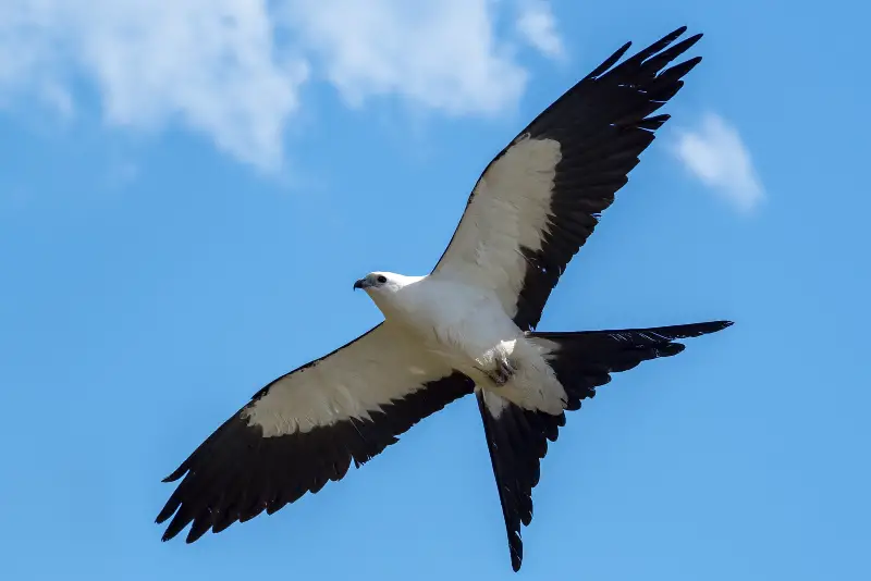 Photo of Swallow-tailed Kite in flight