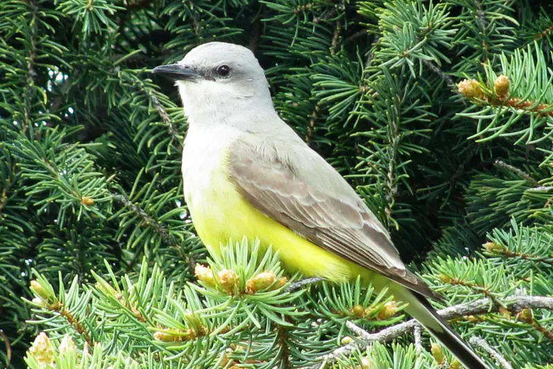 Photo of Western Kingbird