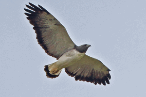 Hawks with striped tails – Global Birding Initiative