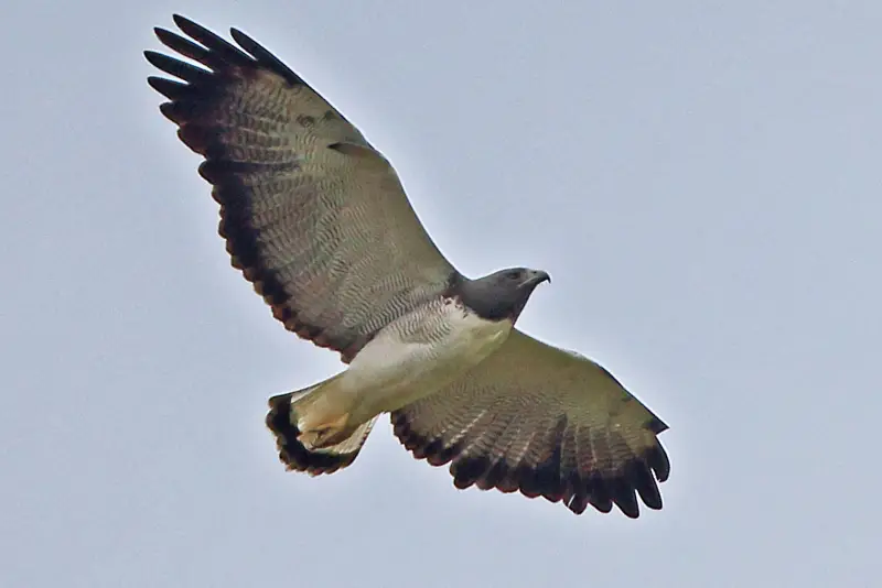 Photo of White-tailed Hawk in flight