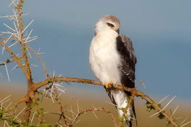 Photo of White-tailed Kite perched on a branch
