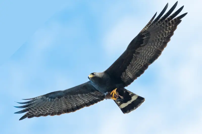 Photo of Zone-tailed Hawk banking