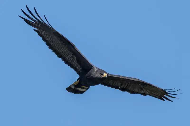 Photo of Zone-tailed Hawk soaring