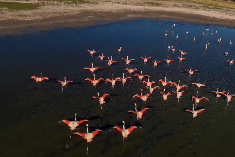 Photo of a flock of Chilean Flamingoes