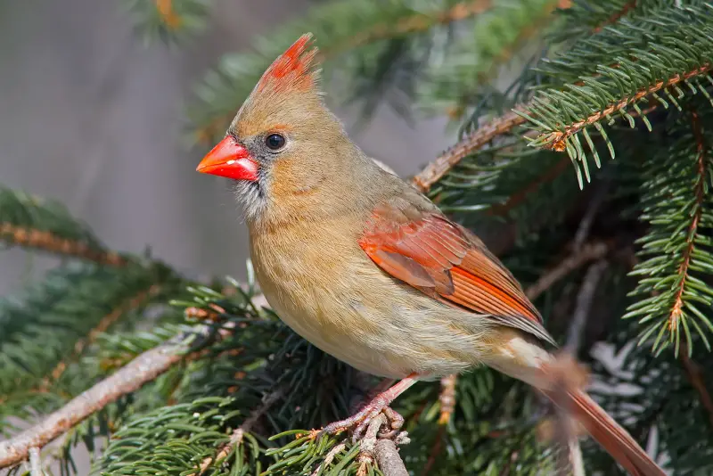 Photo of adult female Northern Cardinal